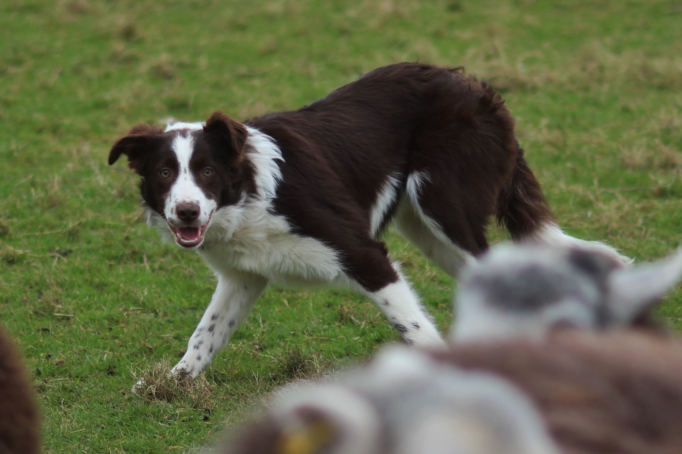 training a young dog