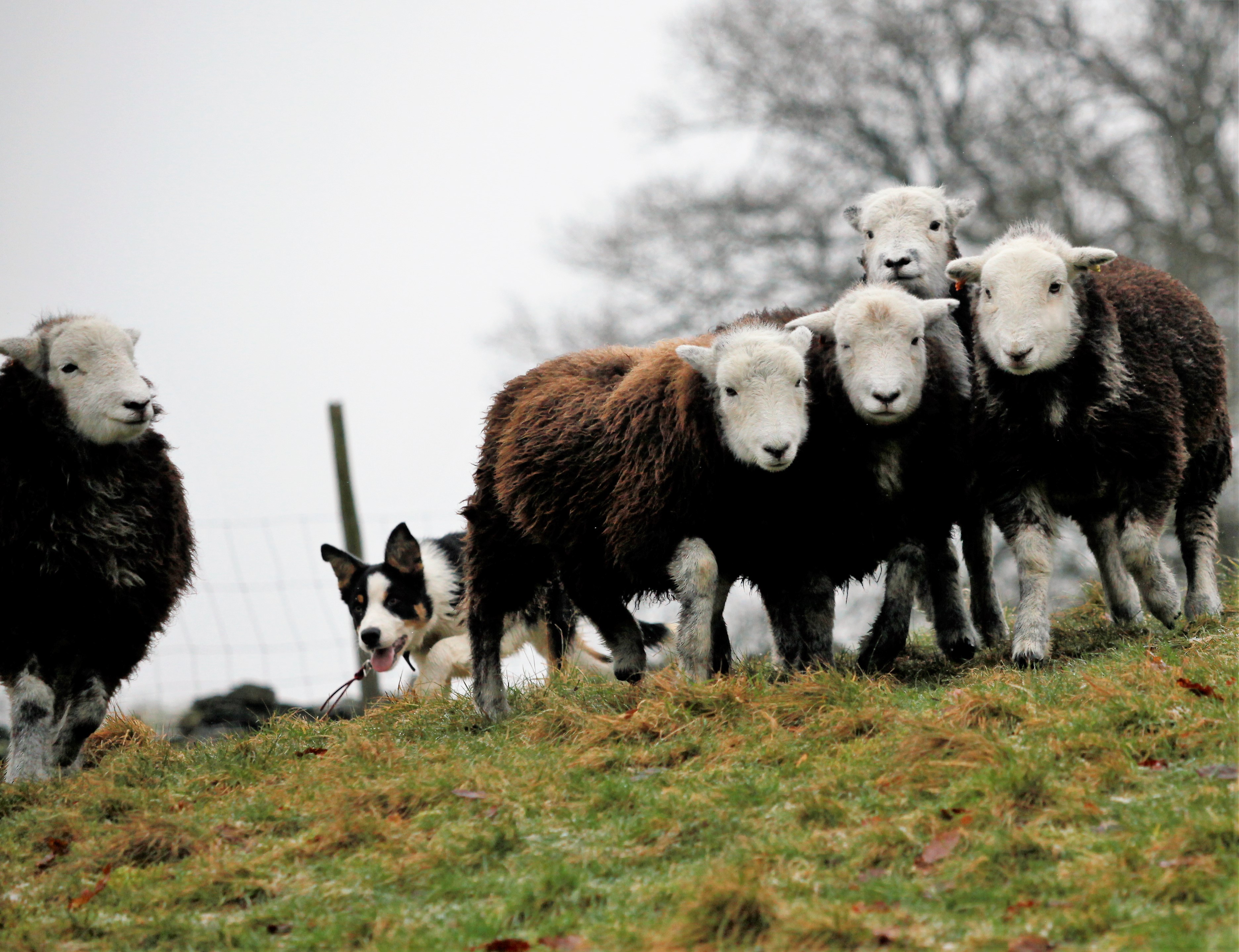 Herdwick sheep