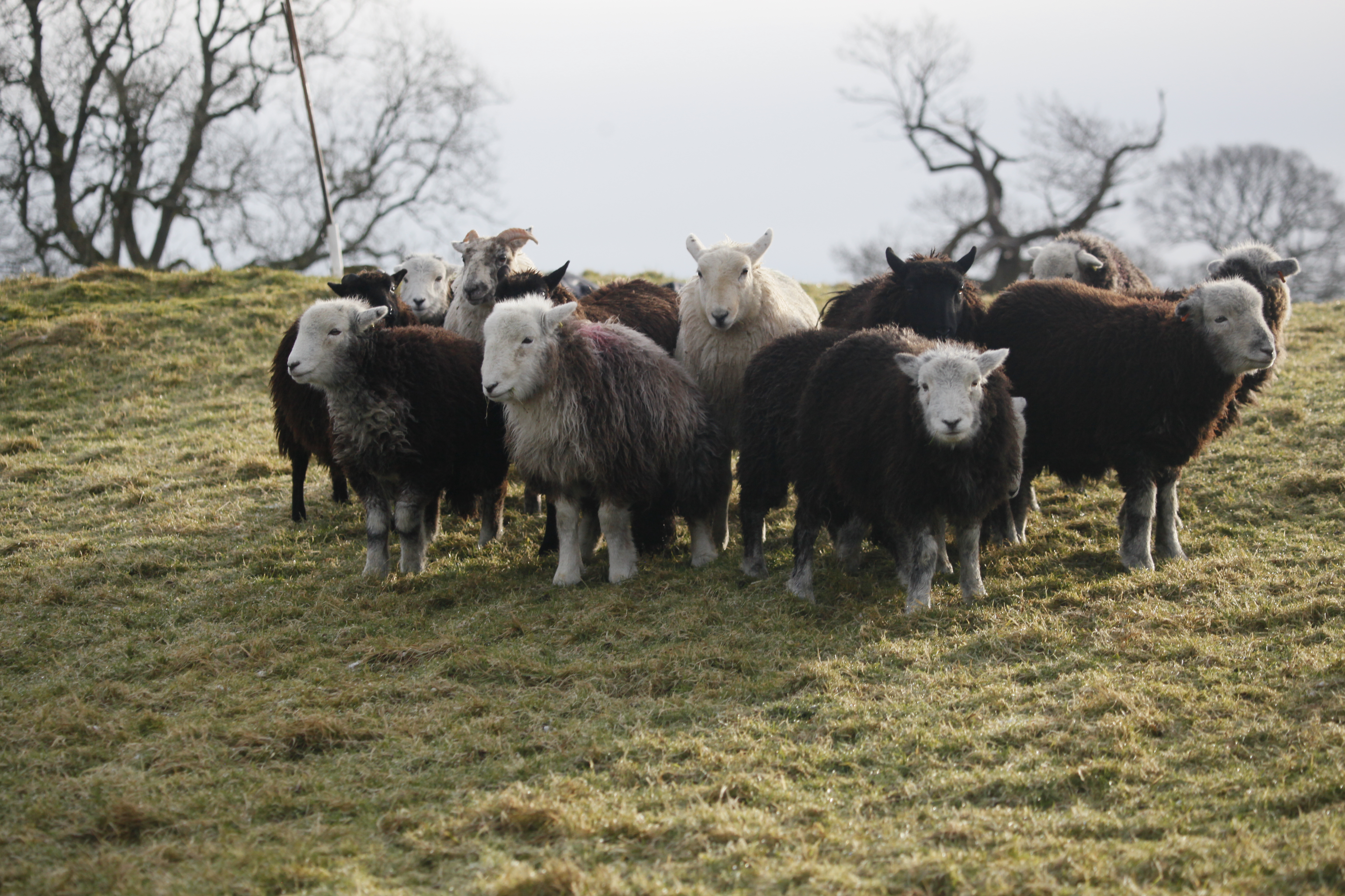 herdwicks
